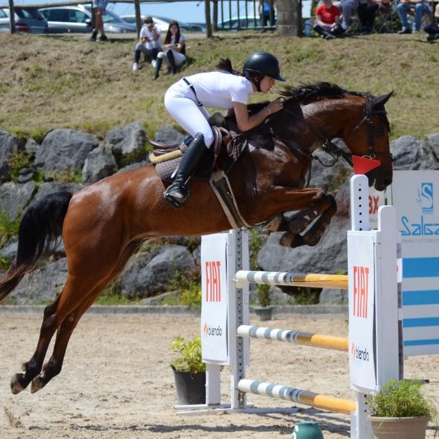 horse
